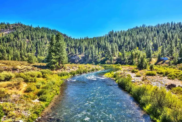 a view of a yard with plants