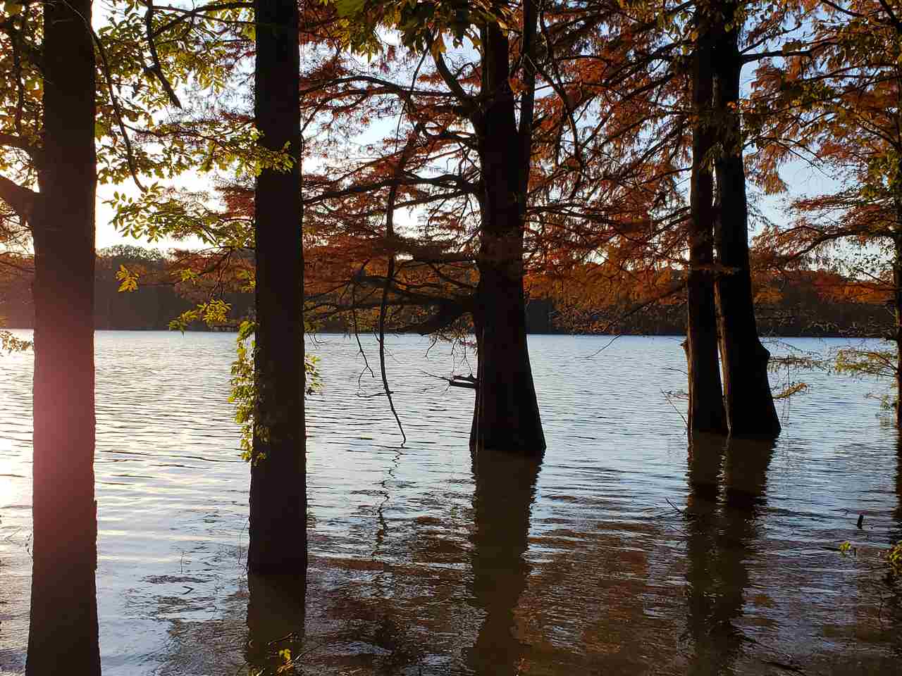 4.03 Chisholm Lake Road Ripley, TN 38063 - Photo 3 of 4