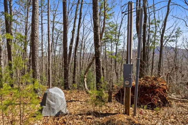 a view of backyard with potted plants and large tree