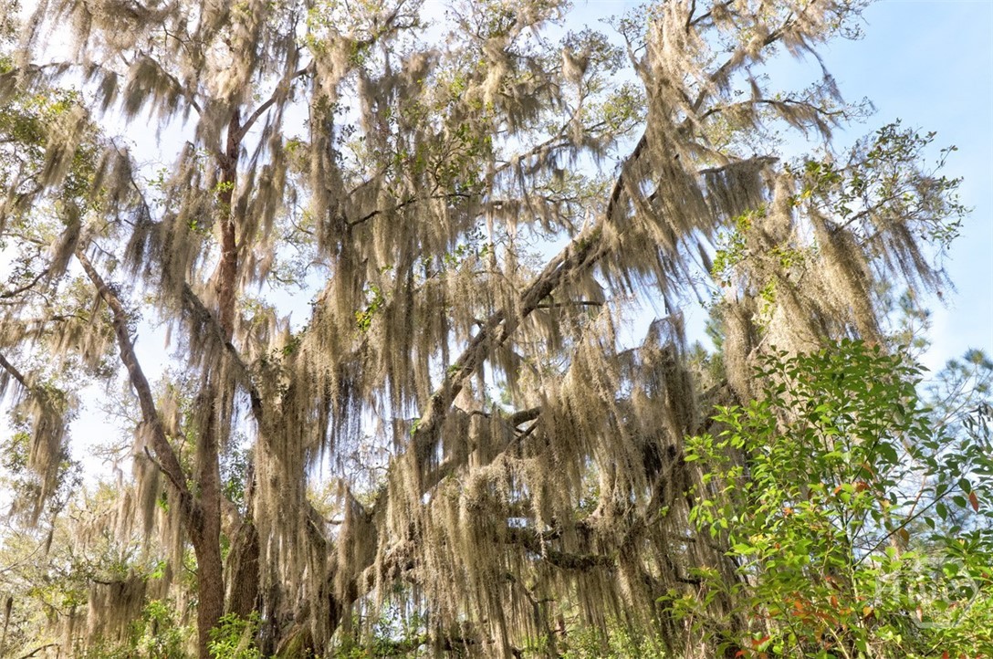 1679 Hodgeville Road Rincon, GA 31326 - Photo 27 of 30