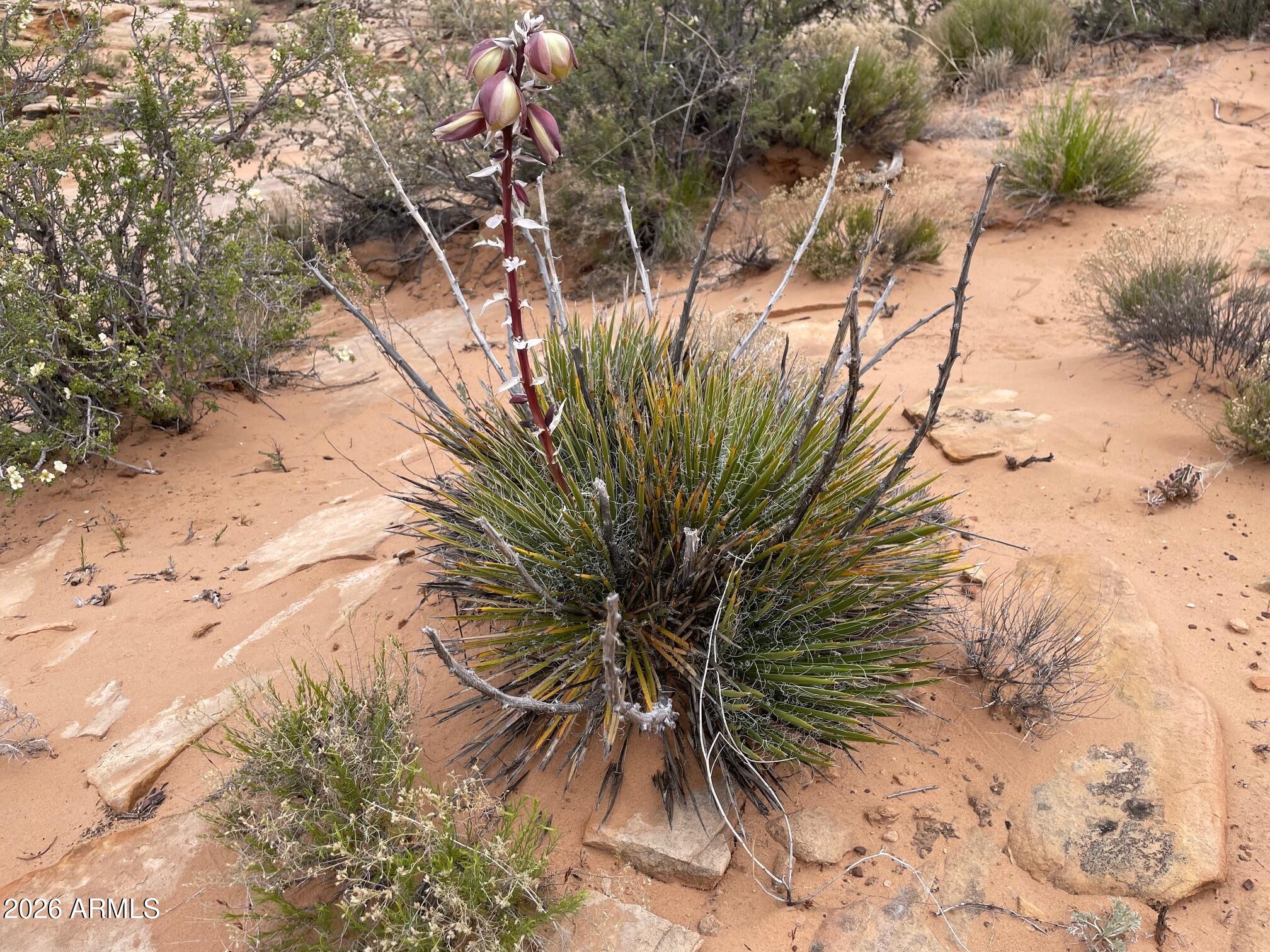 0 Bell Cow Aka Rock Art Ranch Road, Unit 11 Winslow, AZ 86047 - Photo 11 of 70 spring wildflower 6