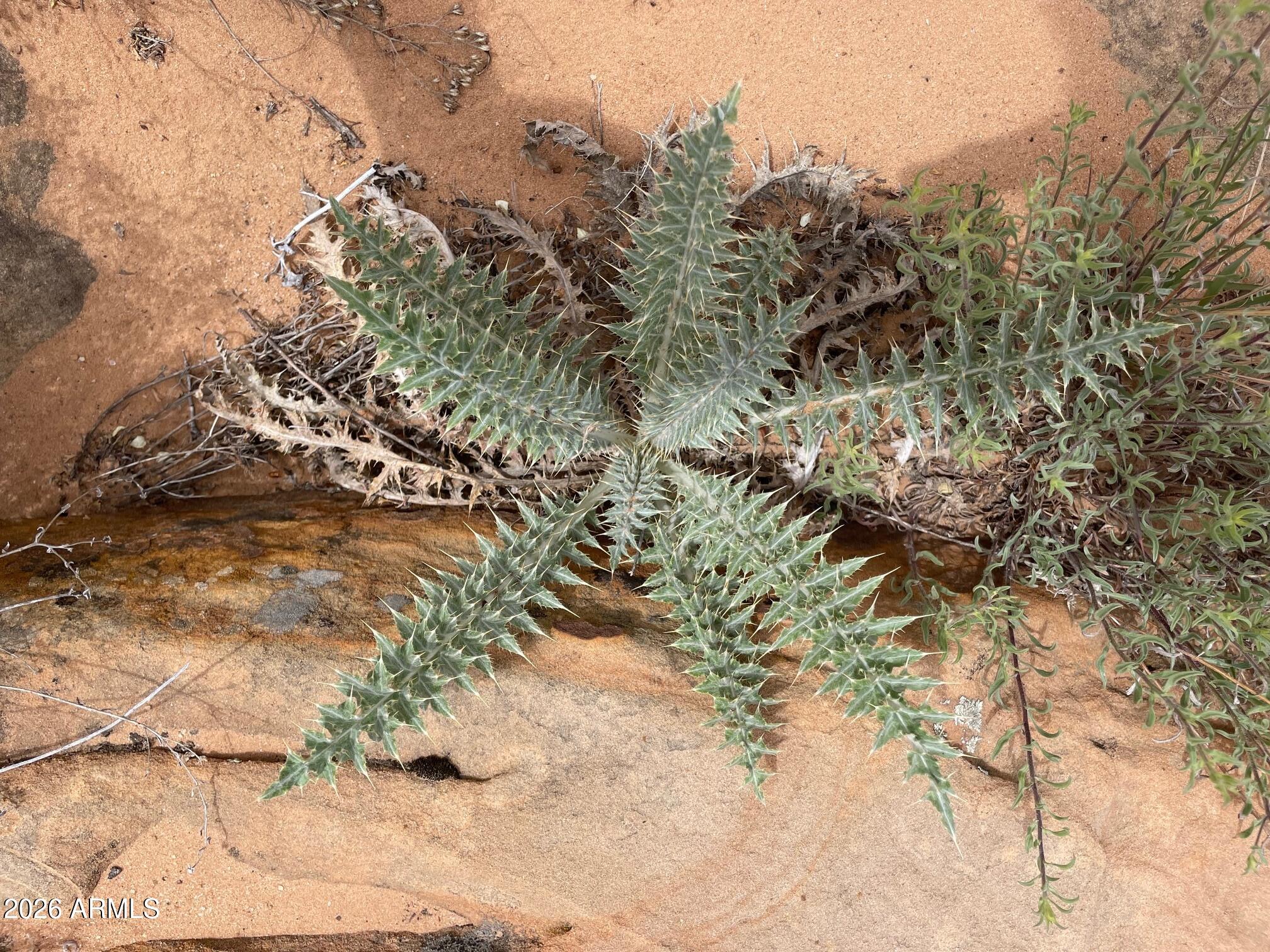 0 Bell Cow Aka Rock Art Ranch Road, Unit 11 Winslow, AZ 86047 - Photo 6 of 70 spring wildflower 1