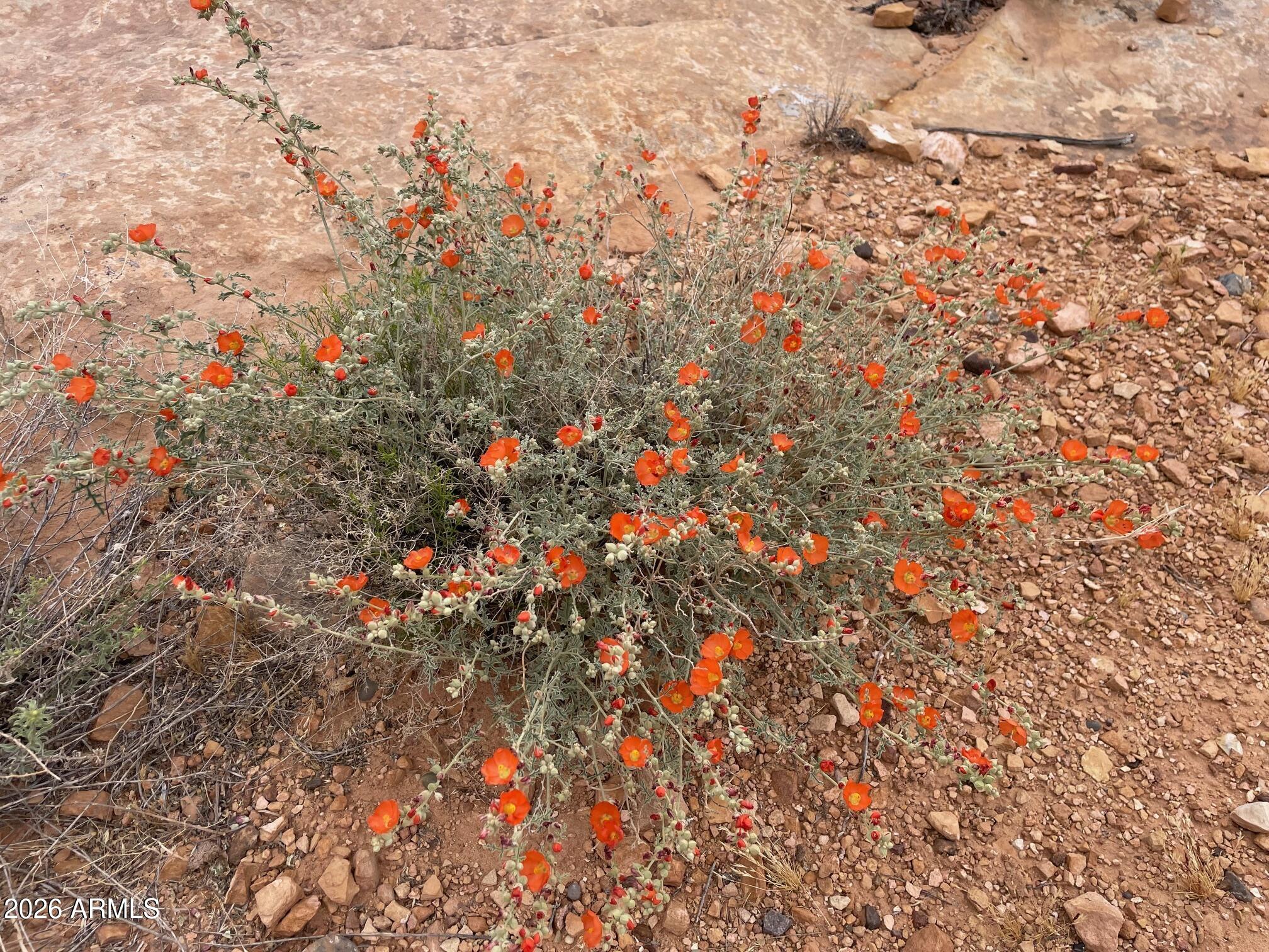 0 Bell Cow Aka Rock Art Ranch Road, Unit 11 Winslow, AZ 86047 - Photo 8 of 70 spring wildflower 3