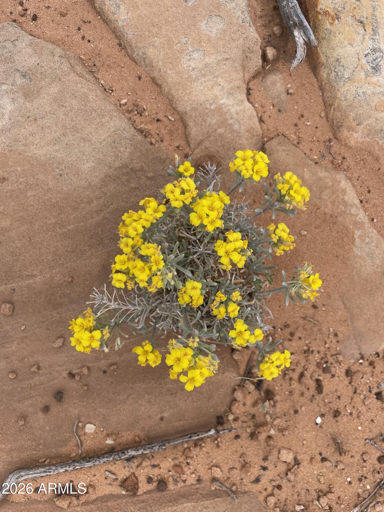 0 Bell Cow Aka Rock Art Ranch Road, Unit 11 Winslow, AZ 86047 - Photo 10 of 70 spring wildflower 5
