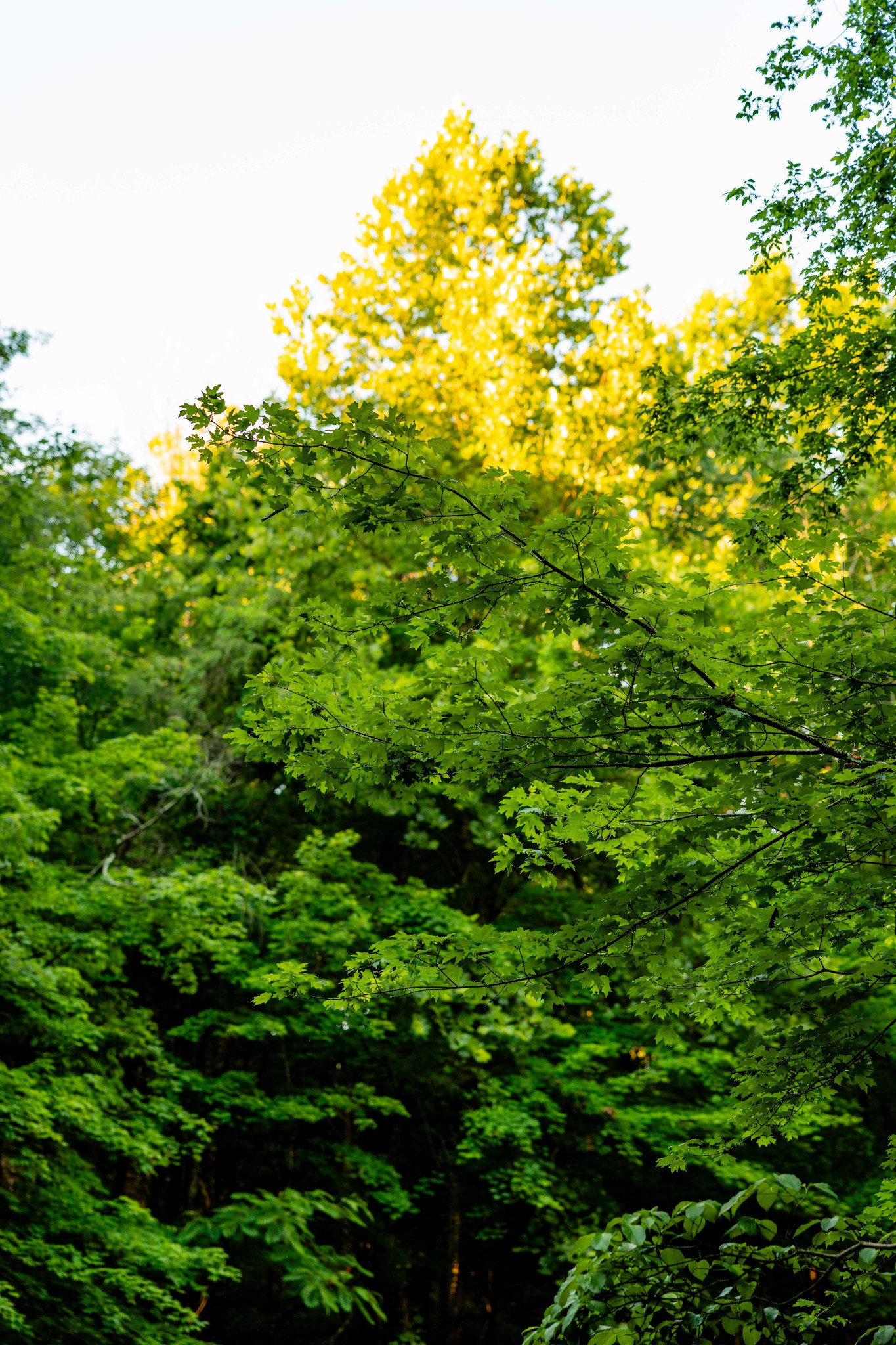 0 Robinson Road Franklin, TN 37064 - Photo 13 of 28