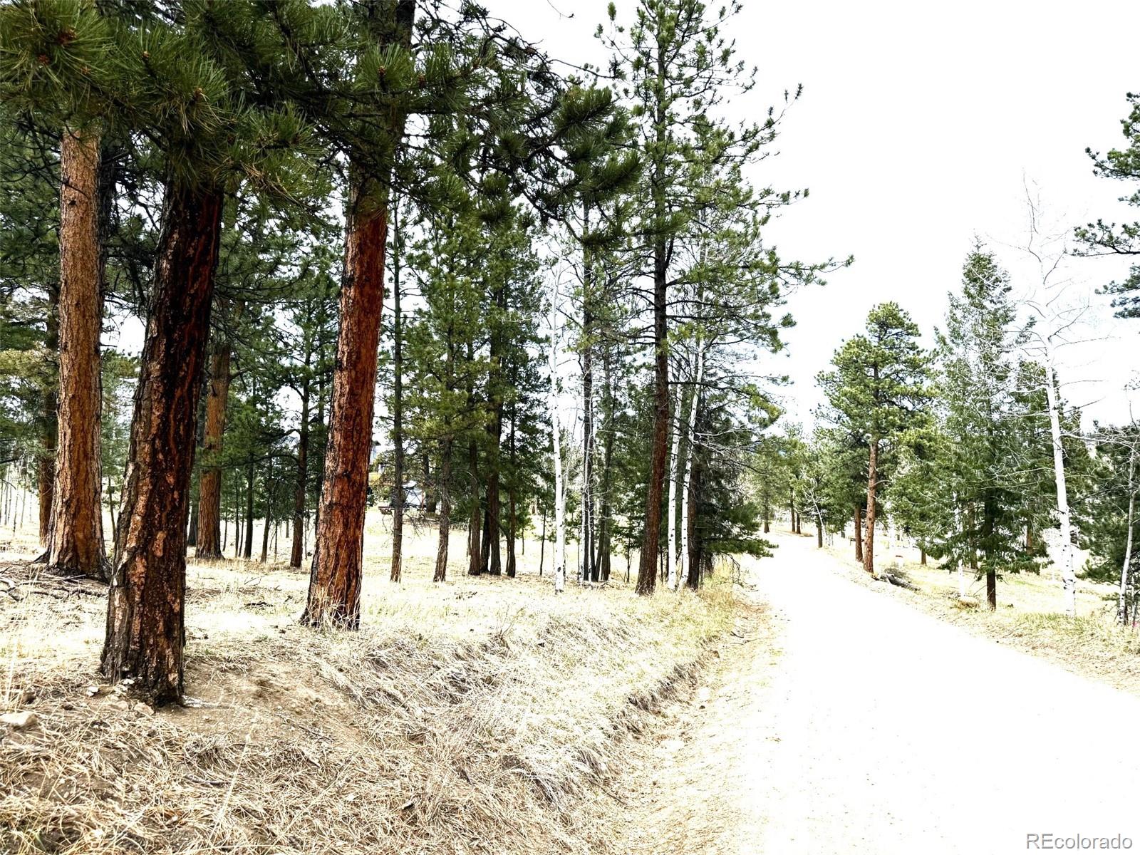252 Beaver Trail Bailey, CO 80421 - Photo 3 of 6 a view of outdoor space with trees