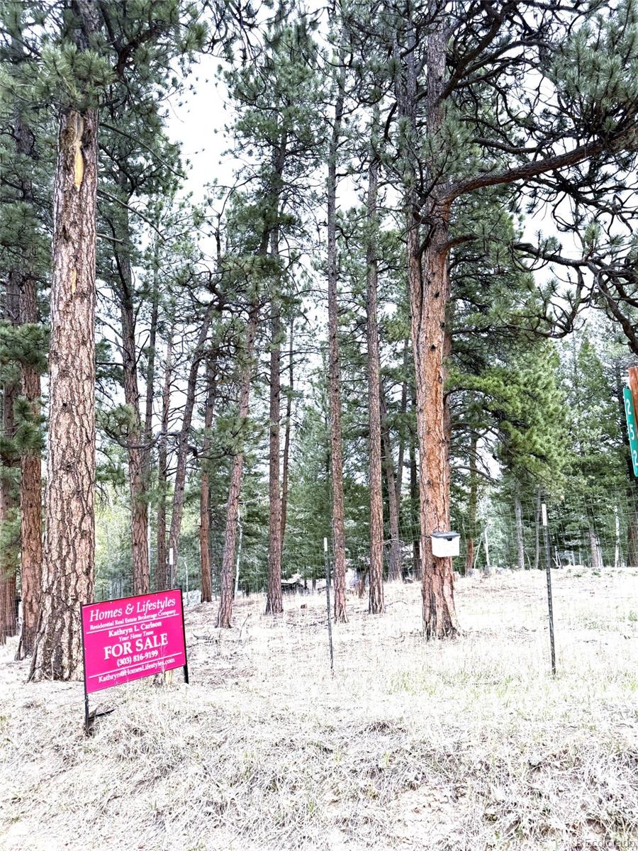 252 Beaver Trail Bailey, CO 80421 - Photo 4 of 6 a view of a park with trees