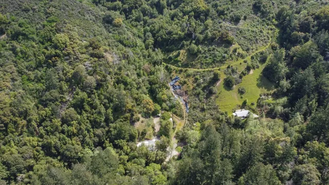 view of a forest with lots of trees