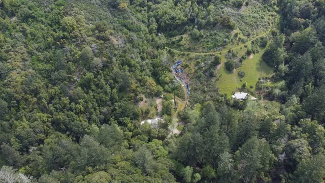 a view of a forest with a tree