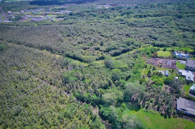 a view of a field with a tree