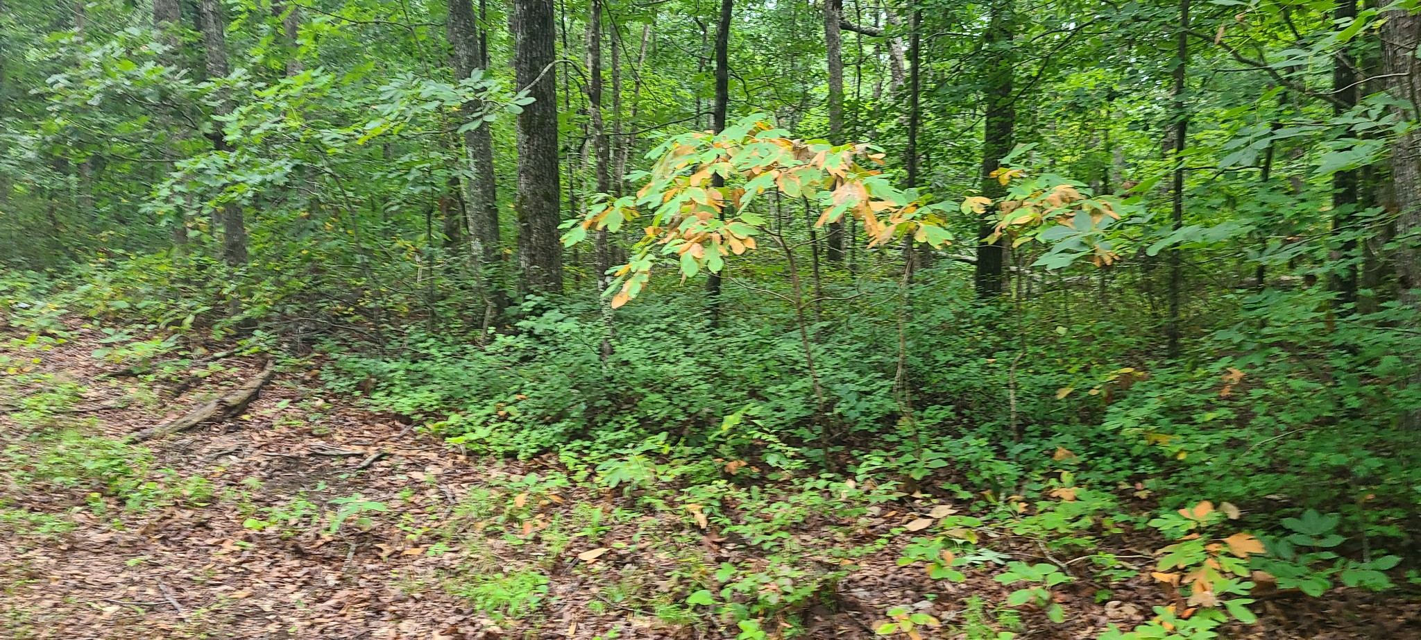 0 Deer Run Road Pelham, TN 37366 - Photo 11 of 24 a view of a lush green forest
