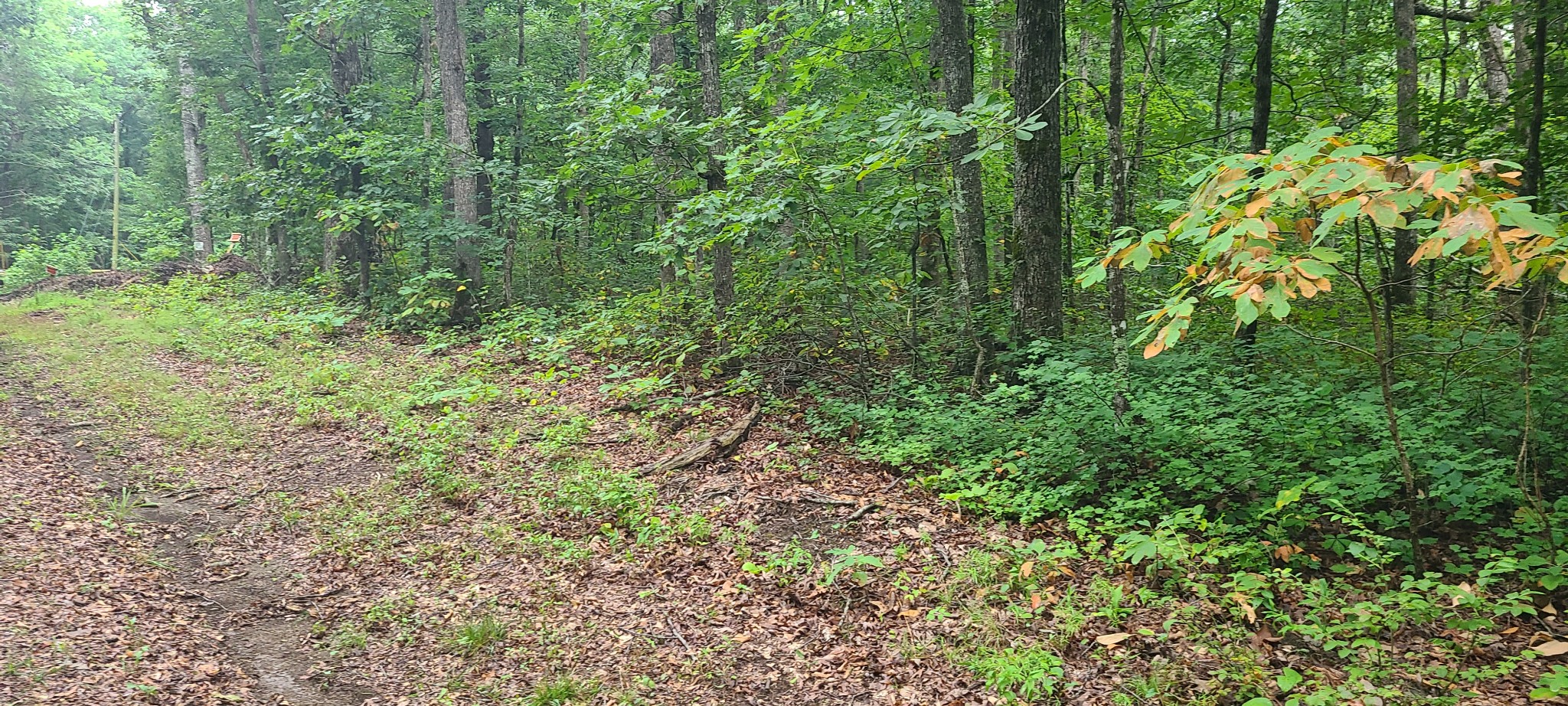 0 Deer Run Road Pelham, TN 37366 - Photo 12 of 24 a view of a lush green forest