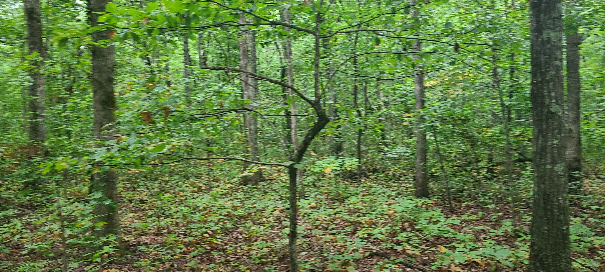 0 Deer Run Road Pelham, TN 37366 - Photo 14 of 24 a view of a forest with a tree