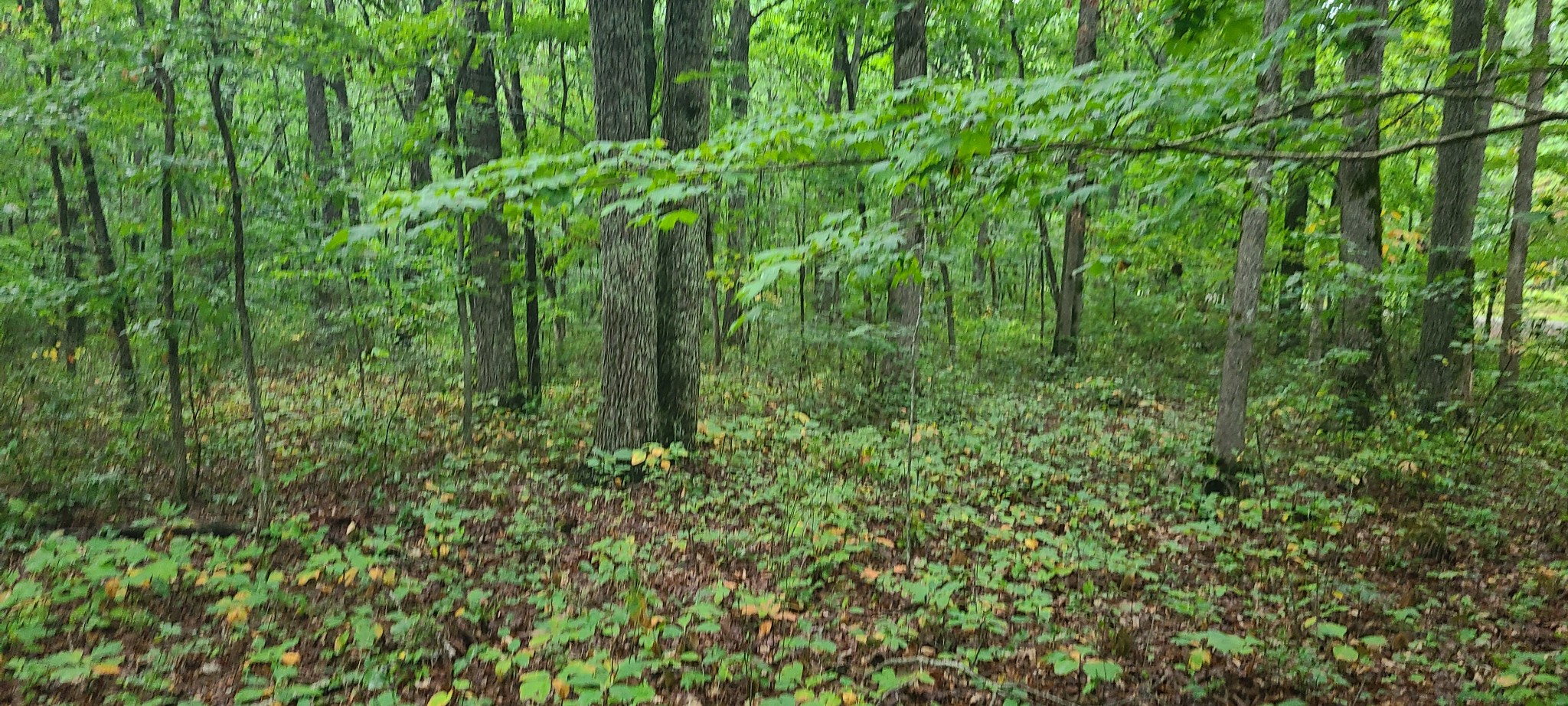 0 Deer Run Road Pelham, TN 37366 - Photo 16 of 24 a view of a lush green forest