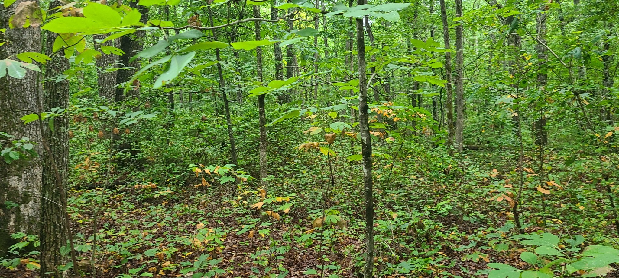 0 Deer Run Road Pelham, TN 37366 - Photo 18 of 24 a view of a lush green forest