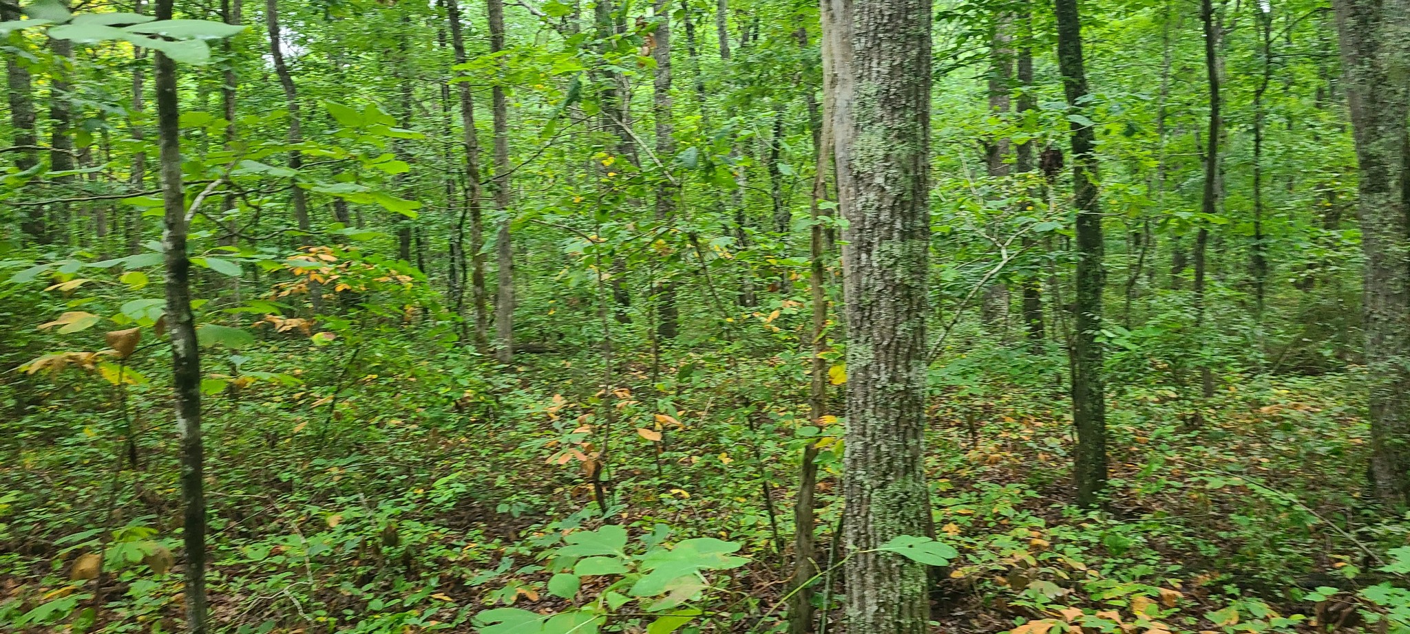 0 Deer Run Road Pelham, TN 37366 - Photo 19 of 24 a view of a lush green forest