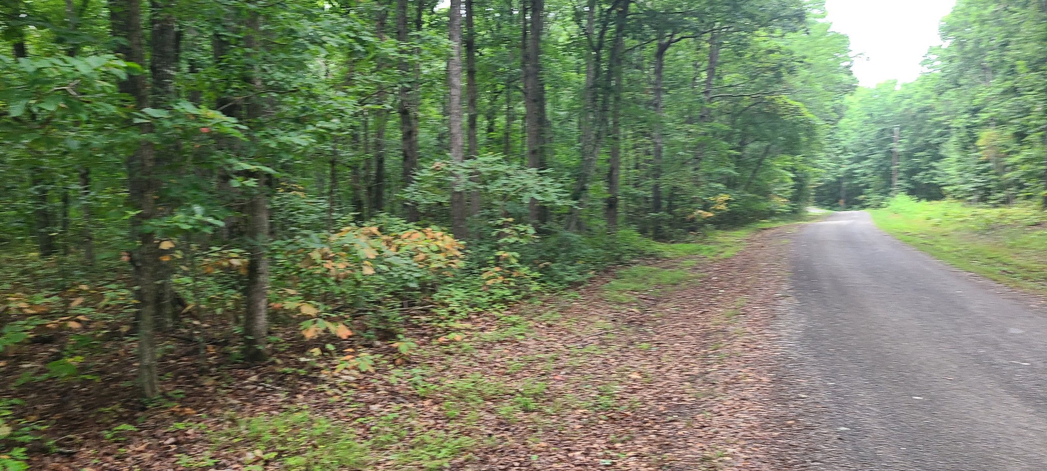 0 Deer Run Road Pelham, TN 37366 - Photo 3 of 24 a view of a forest with trees in the background
