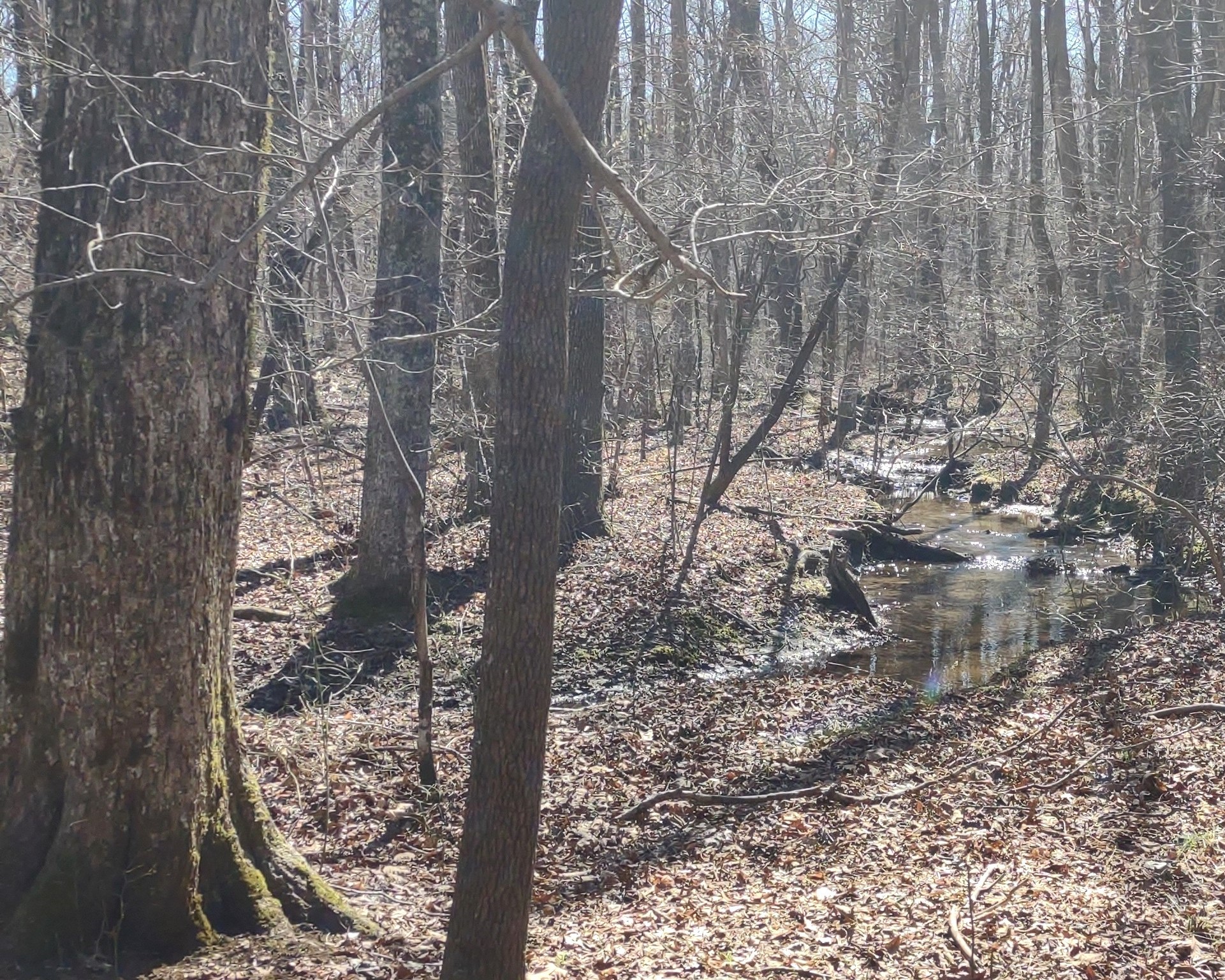 0 Deer Run Road Pelham, TN 37366 - Photo 4 of 24 a yard with lots of trees