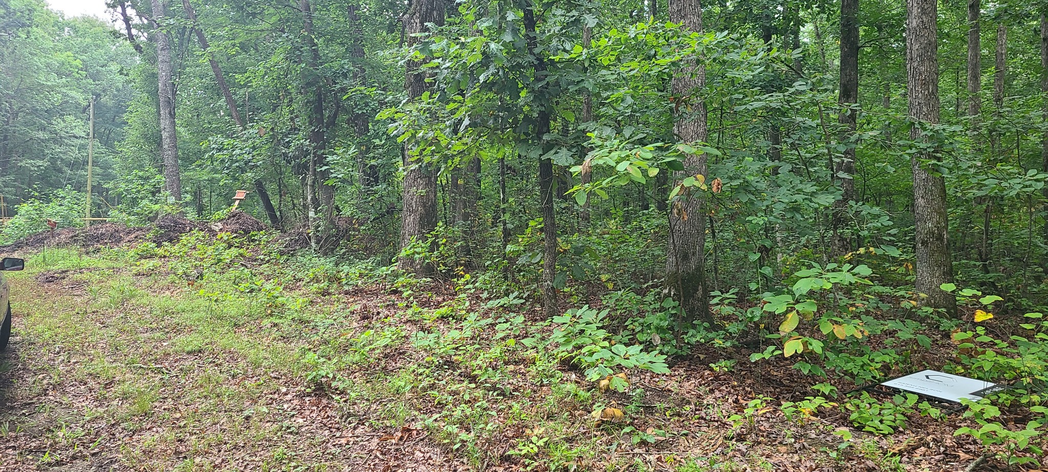 0 Deer Run Road Pelham, TN 37366 - Photo 7 of 24 a view of a lush green forest