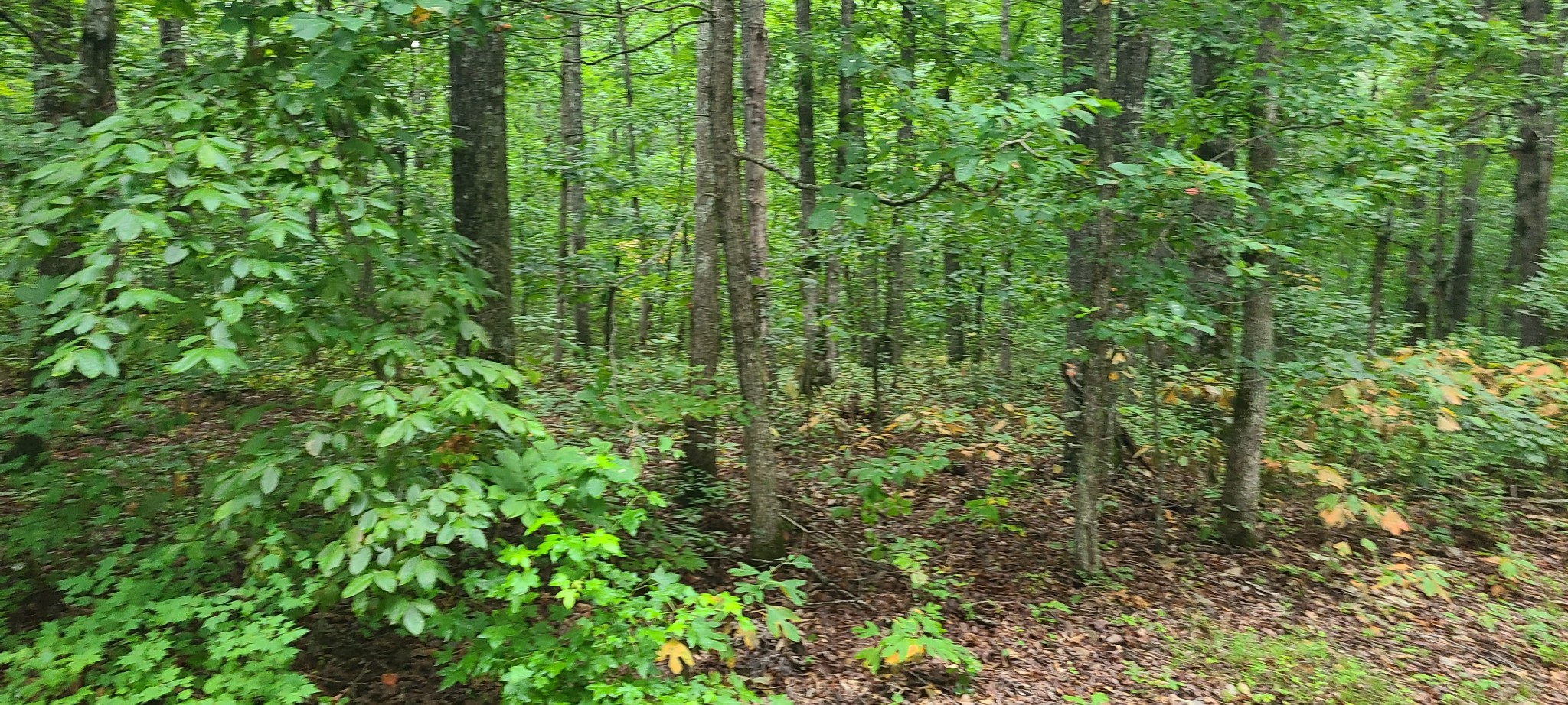 0 Deer Run Road Pelham, TN 37366 - Photo 9 of 24 a view of a lush green forest