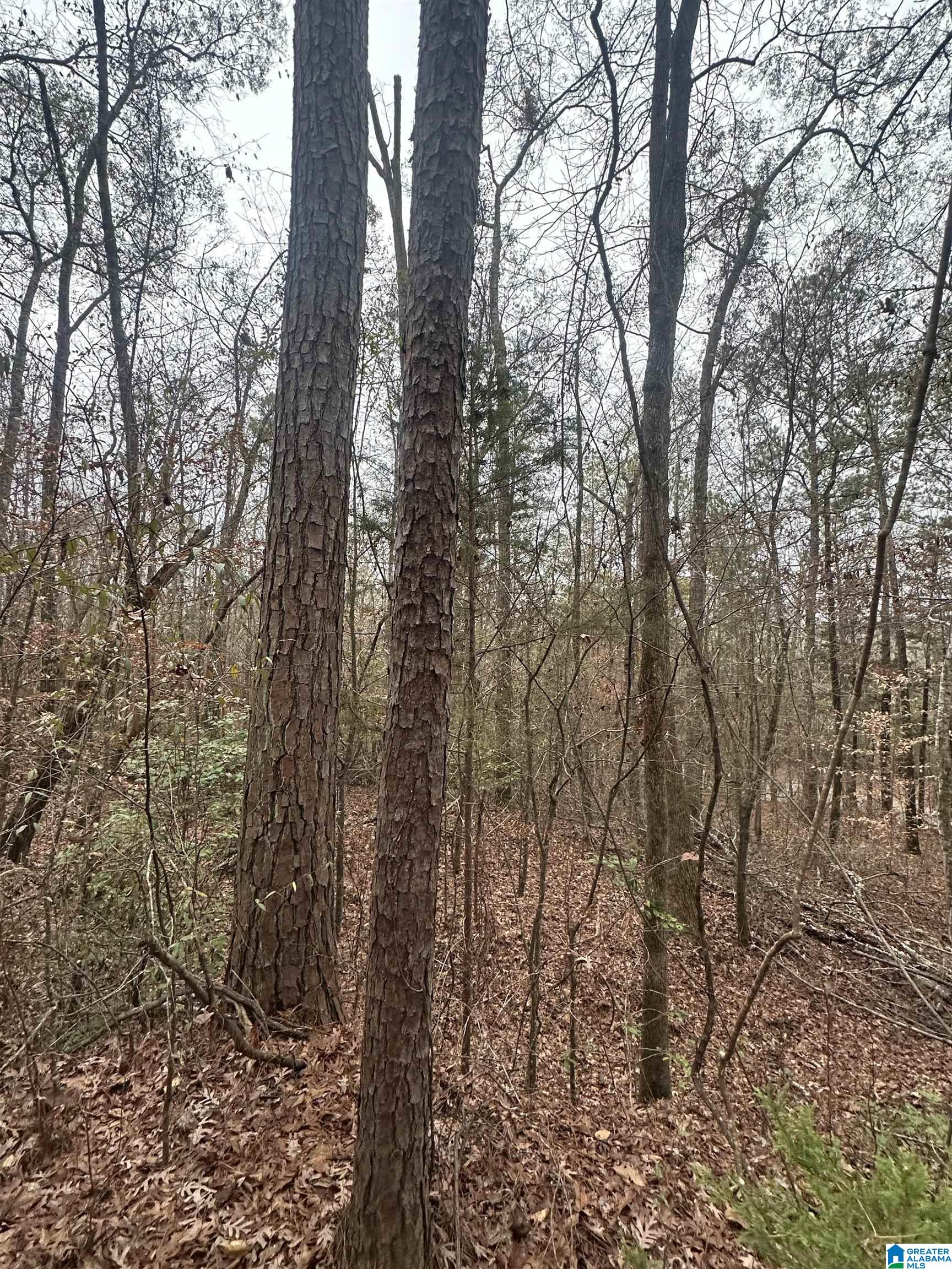 1 County Road, Unit 1 Centreville, AL 35042 - Photo 5 of 9