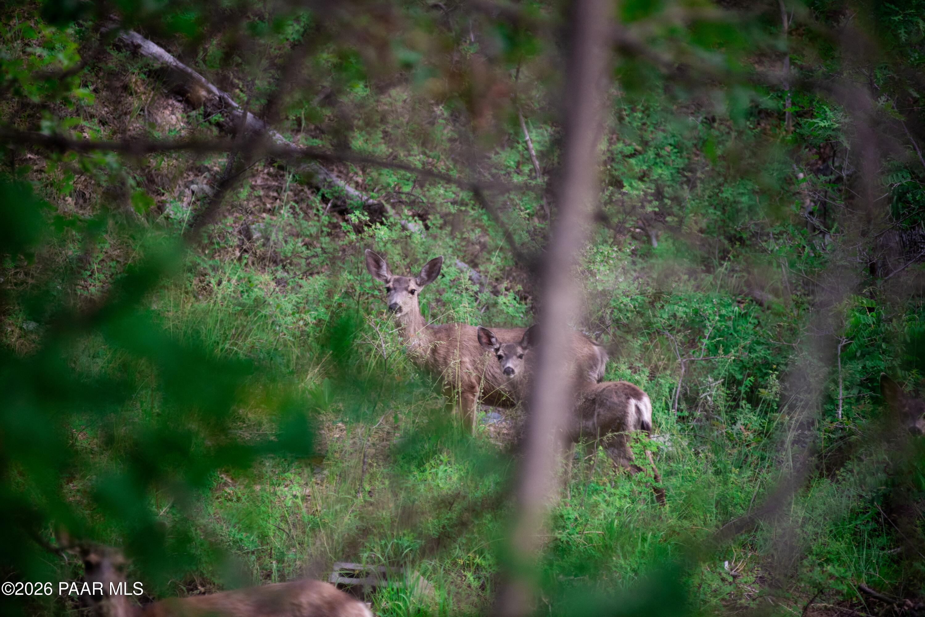 2008 East Empire Road Prescott, AZ 86303 - Photo 23 of 27 Nature