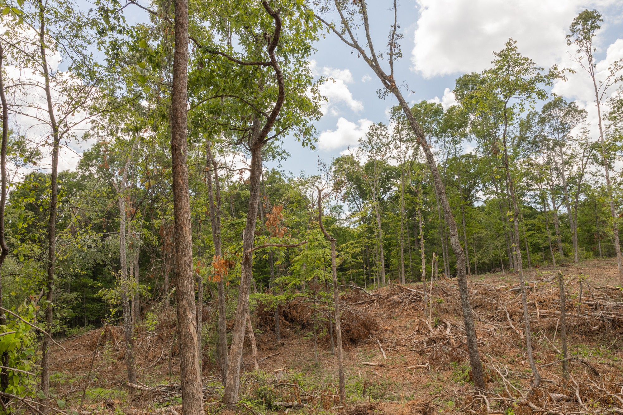 0 Brewer Road Camden, TN 38320 - Photo 11 of 44 a view of forest
