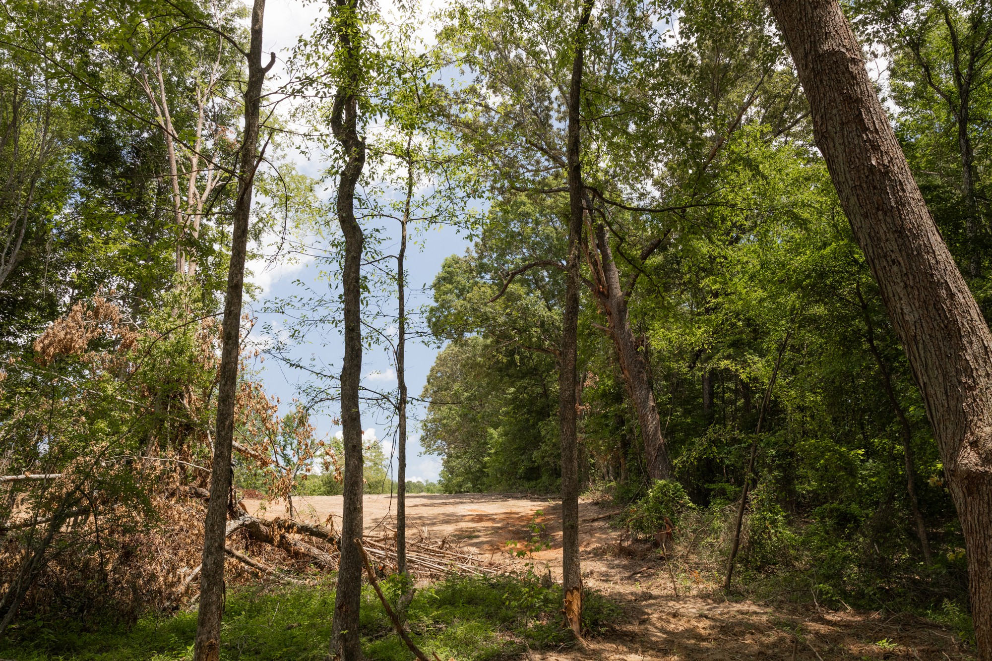 0 Brewer Road Camden, TN 38320 - Photo 2 of 44 a view of a forest