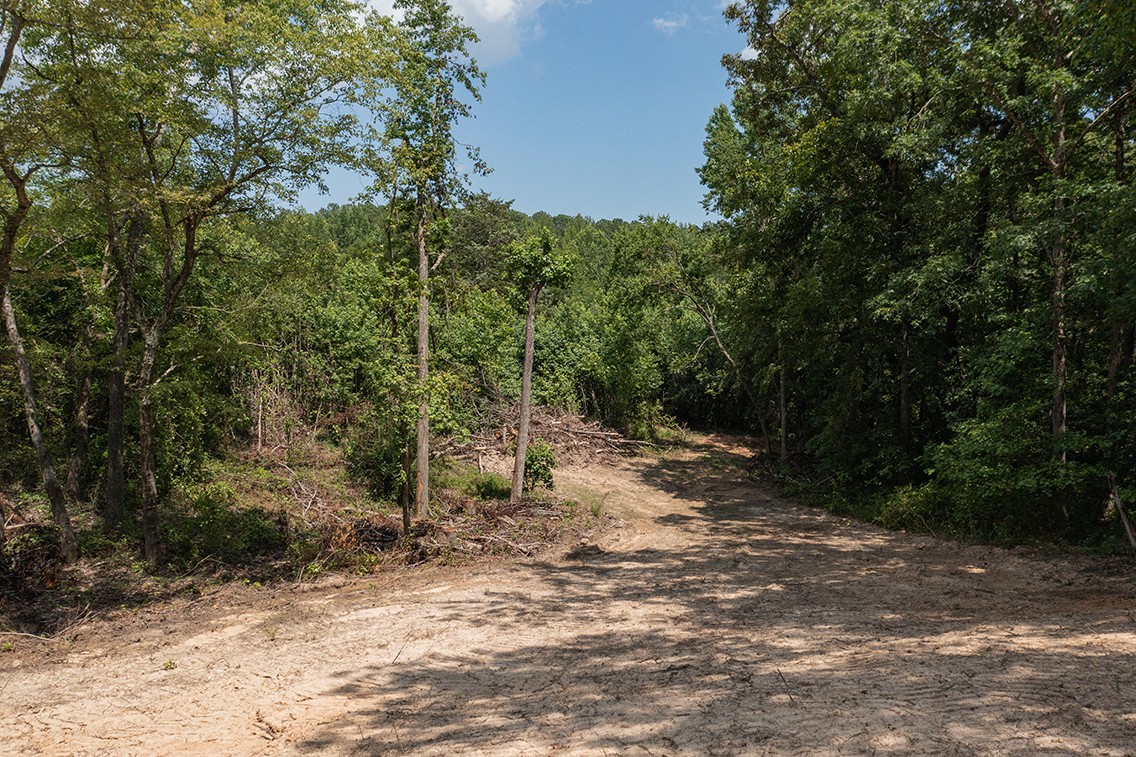 0 Brewer Road Camden, TN 38320 - Photo 27 of 44 a view of a forest filled with trees