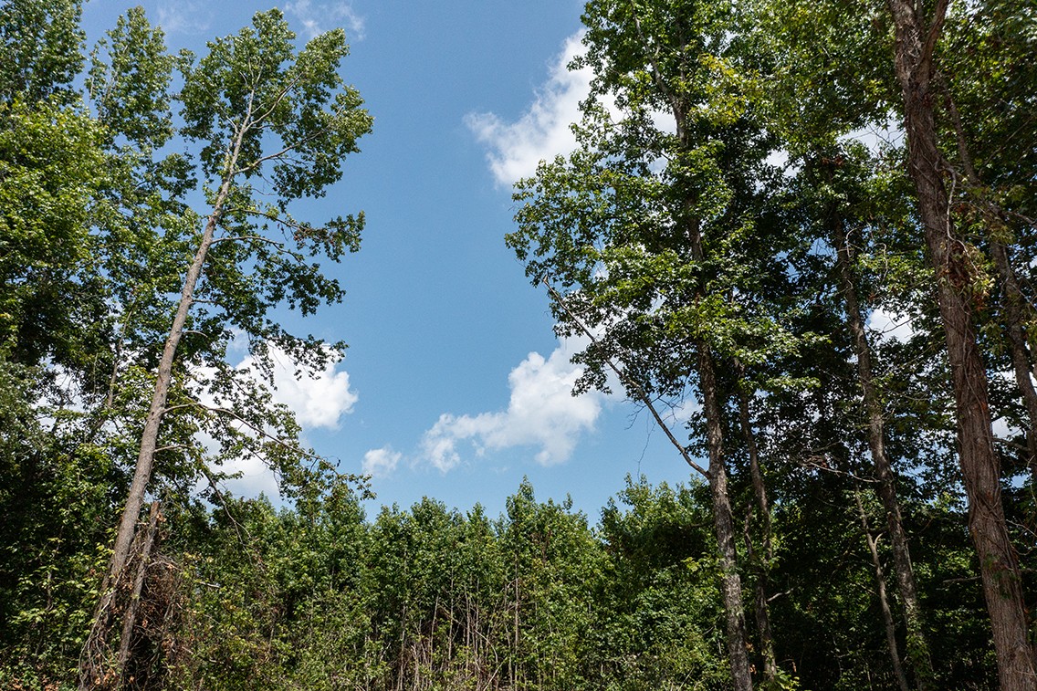 0 Brewer Road Camden, TN 38320 - Photo 28 of 44 a backyard of a house with lots of green space