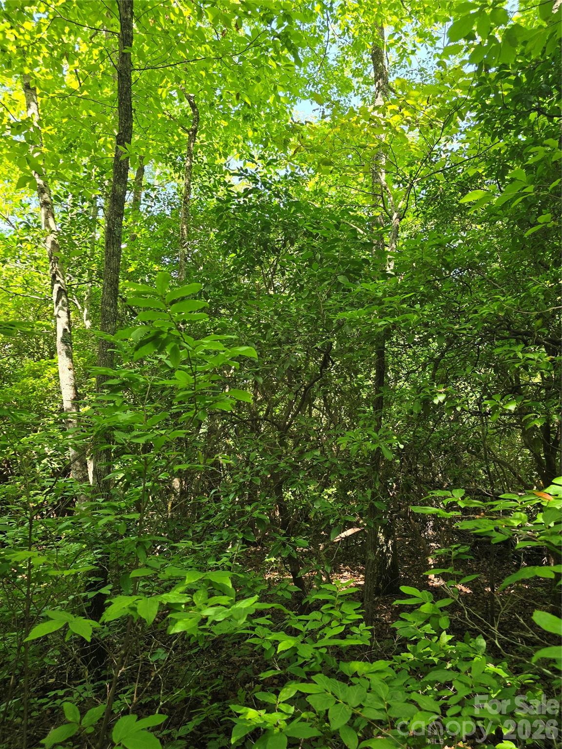0 Nancy Mountain Road Rosman, NC 28772 - Photo 22 of 34