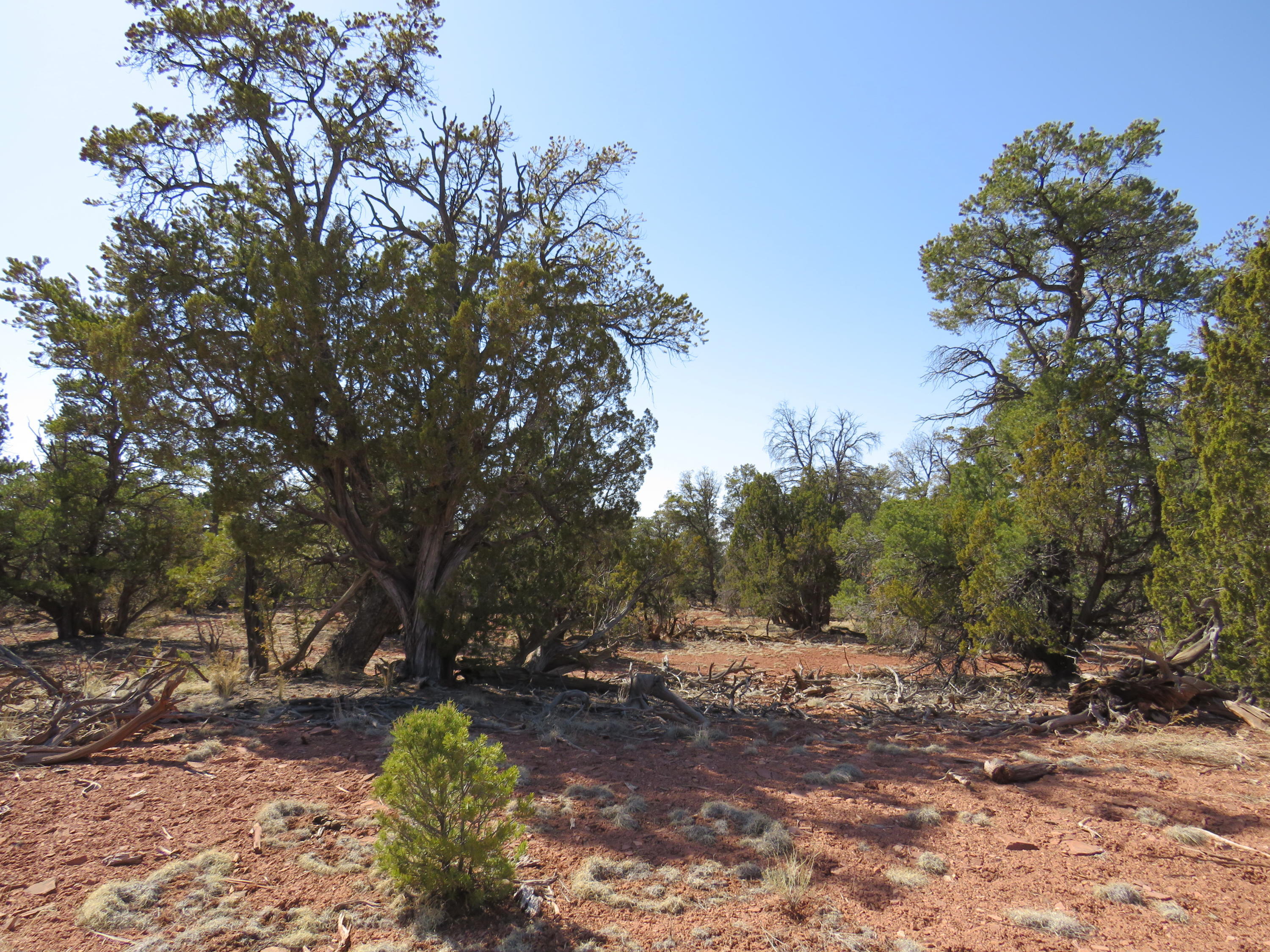 4392 North Bull Run Road, Unit 179 Williams, AZ 86046 - Photo 1 of 22 IMG_0270