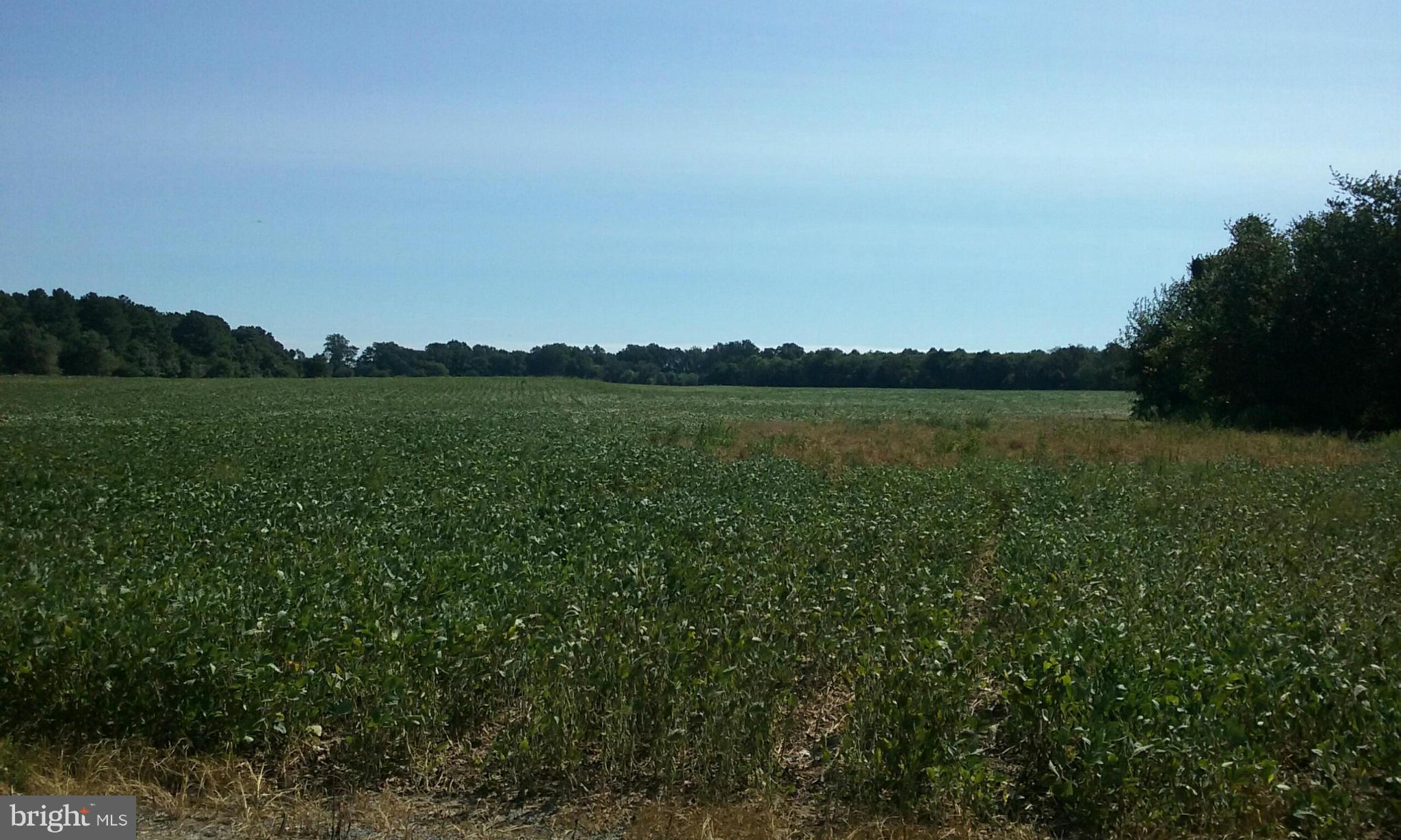6703 Bailey Store Road Federalsburg, MD 21632 - Photo 1 of 1 Exterior (General)