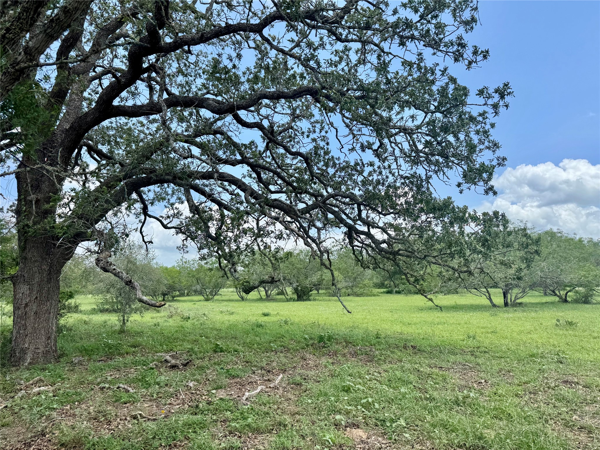 0 Batey Road Nixon, TX 78140 - Photo 10 of 13 a view of a lush green space