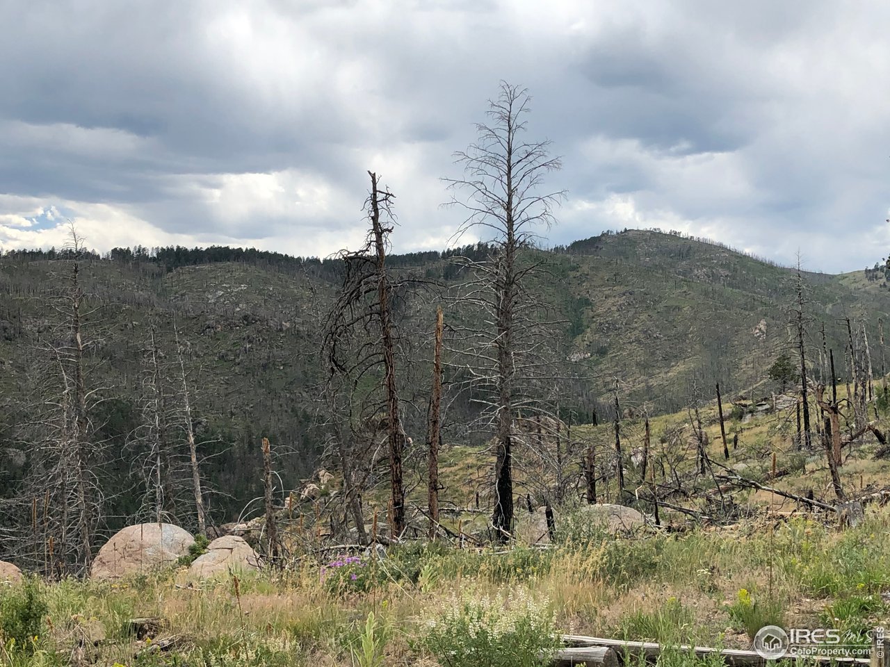 700 Dirt Road Bellvue, CO 80512 - Photo 11 of 30 a view of a dry yard