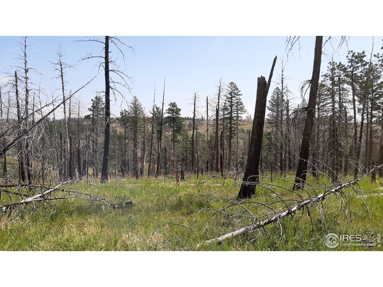 700 Dirt Road Bellvue, CO 80512 - Photo 23 of 30 a open area with lots of trees