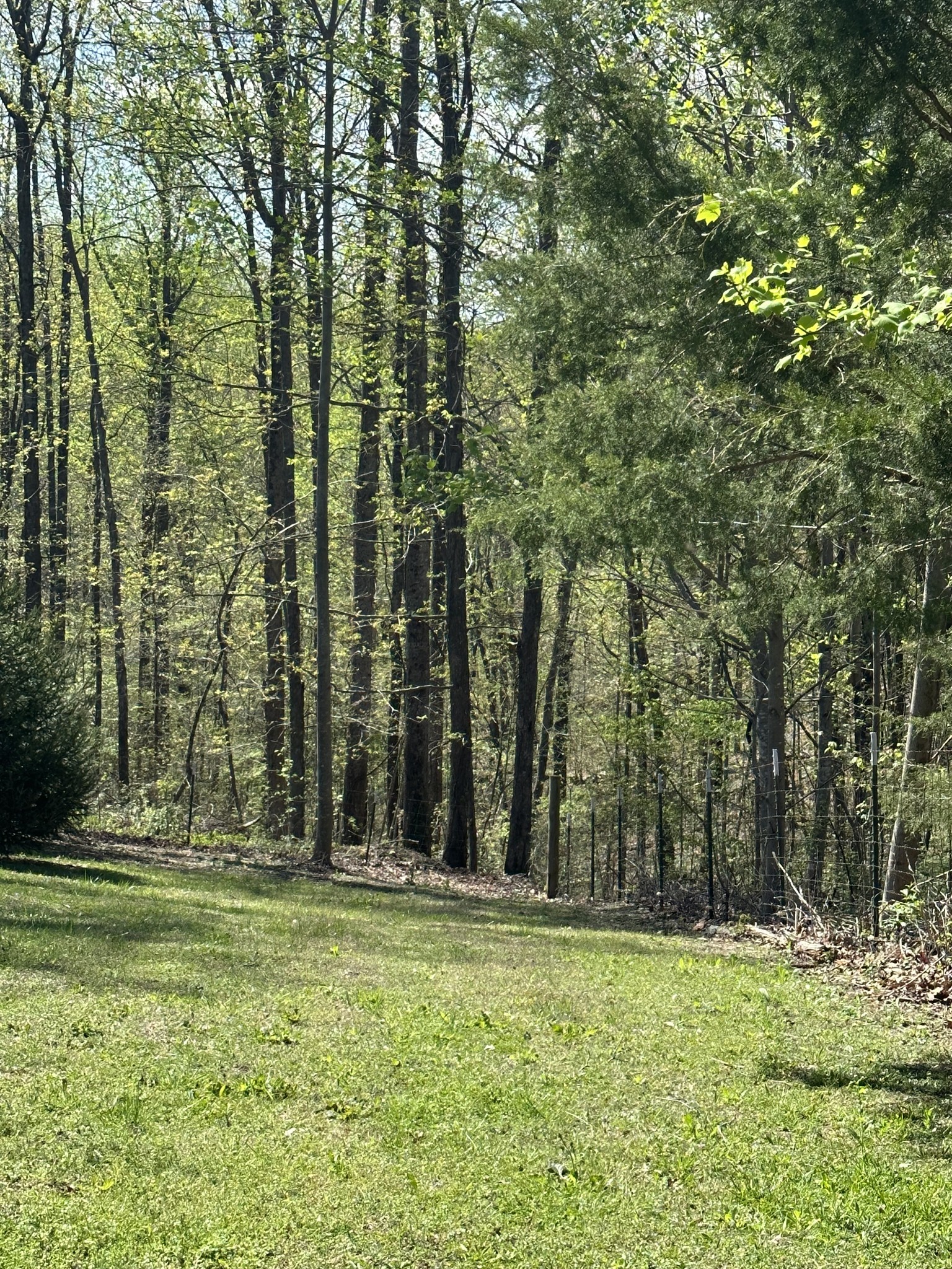 4829 Cole Ridge Road Beechgrove, TN 37018 - Photo 39 of 50 a view of outdoor space with trees