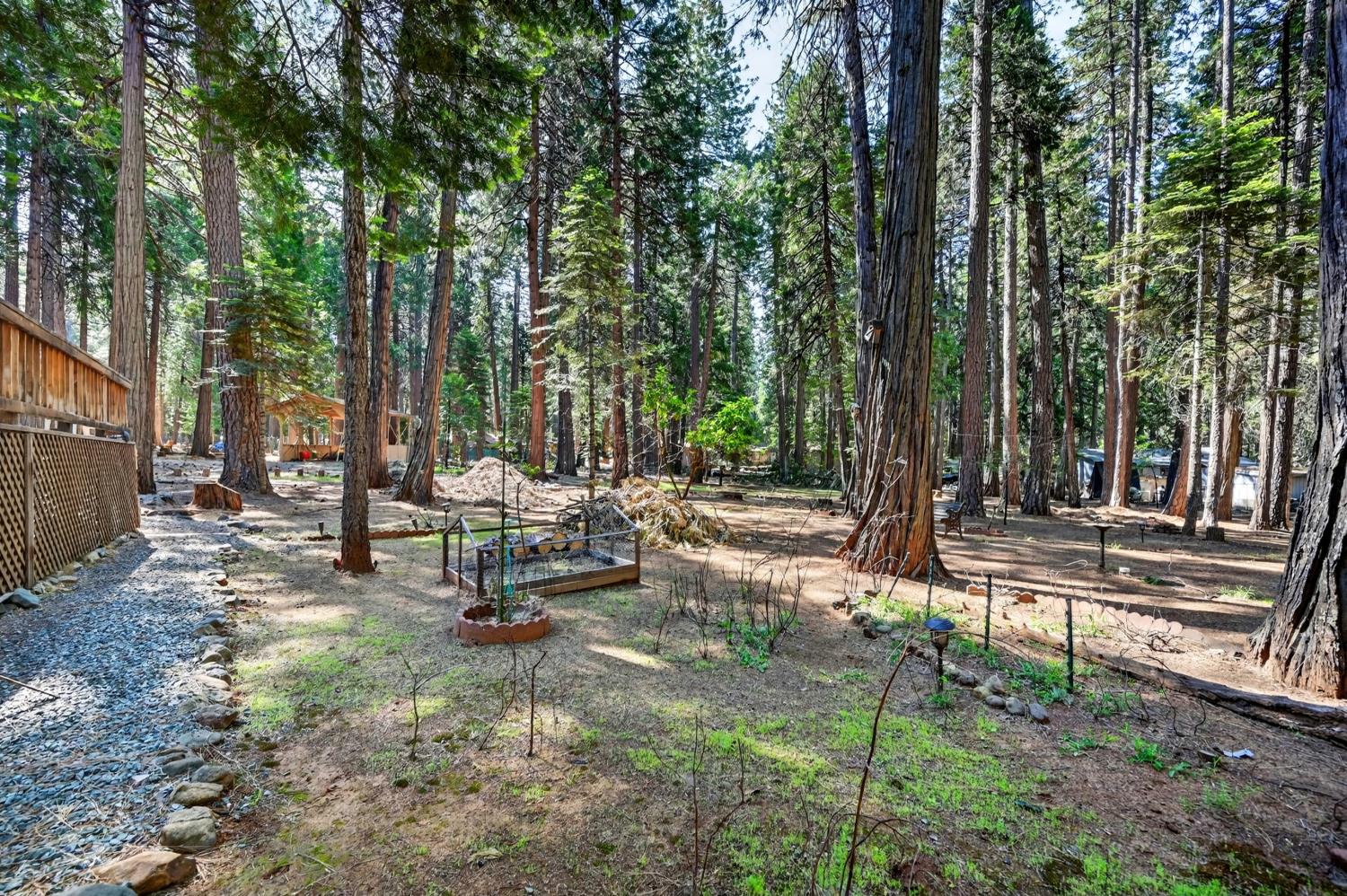 20191 Kit Court Volcano, CA 95689 - Photo 47 of 54 a view of a park with large trees