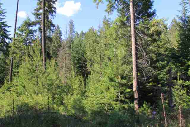 Xx East Antler Road Chattaroy, WA 99003 - Photo 9 of 9 Gallery Image 9