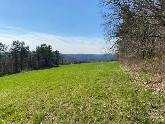 a view of a field with an tree