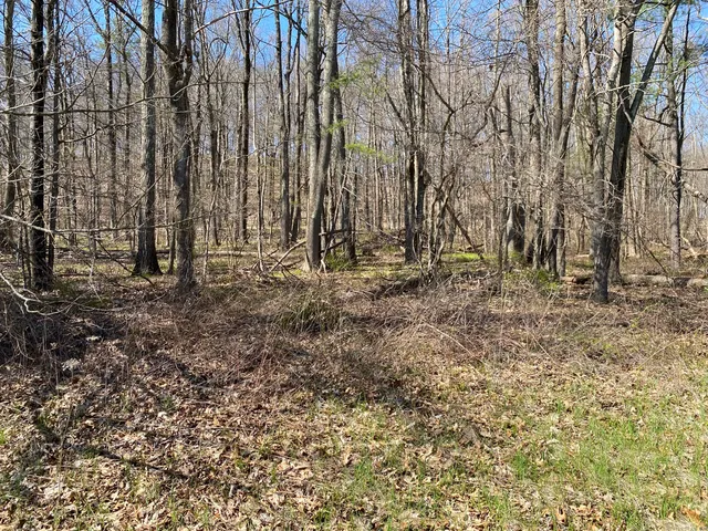 a view of a backyard with large trees