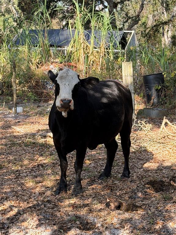 6966 East Turner Camp Road Inverness, FL 34453 - Photo 18 of 18