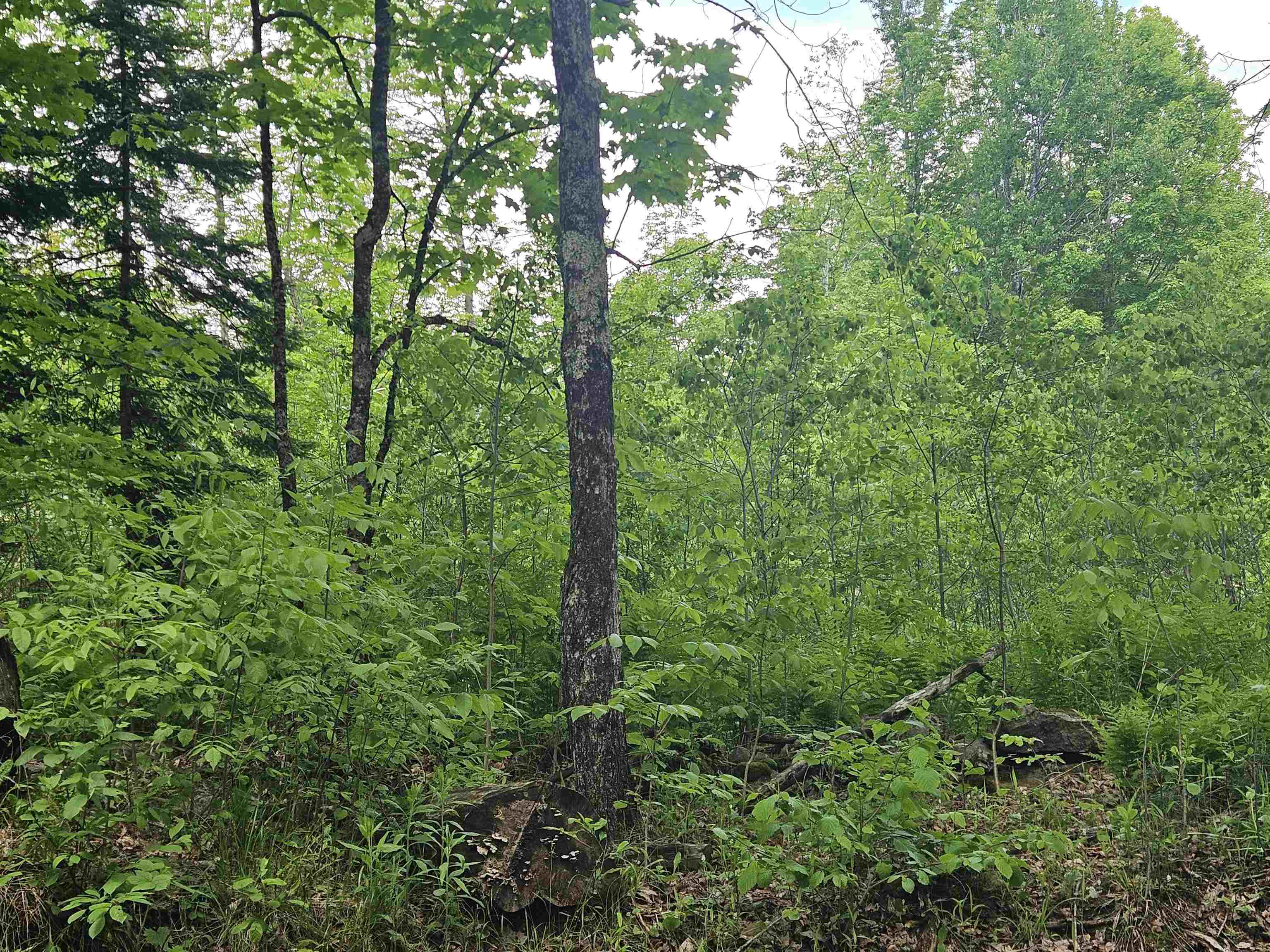 324 Crane Hill Road Sugar Hill, NH 03586 - Photo 39 of 60