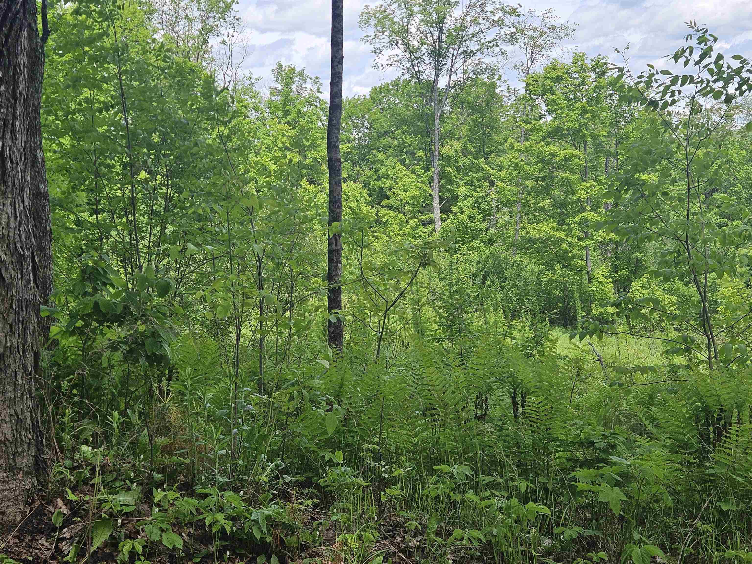 324 Crane Hill Road Sugar Hill, NH 03586 - Photo 39 of 59