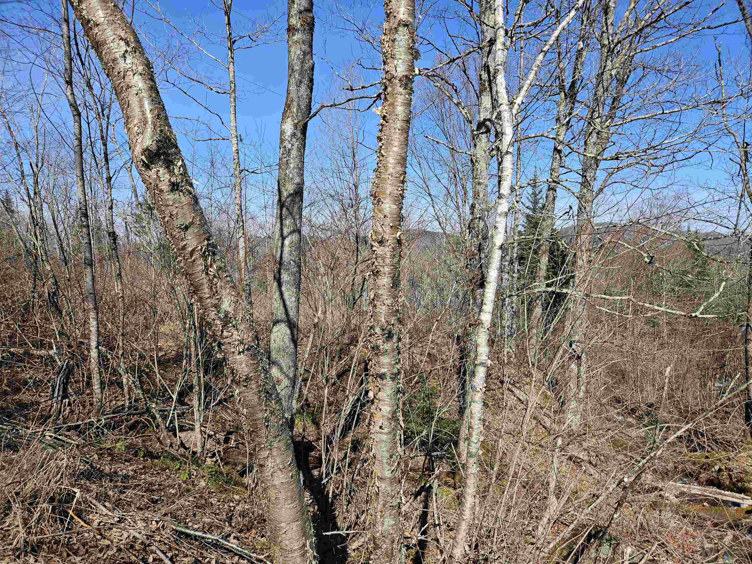 324 Crane Hill Road Sugar Hill, NH 03586 - Photo 48 of 59