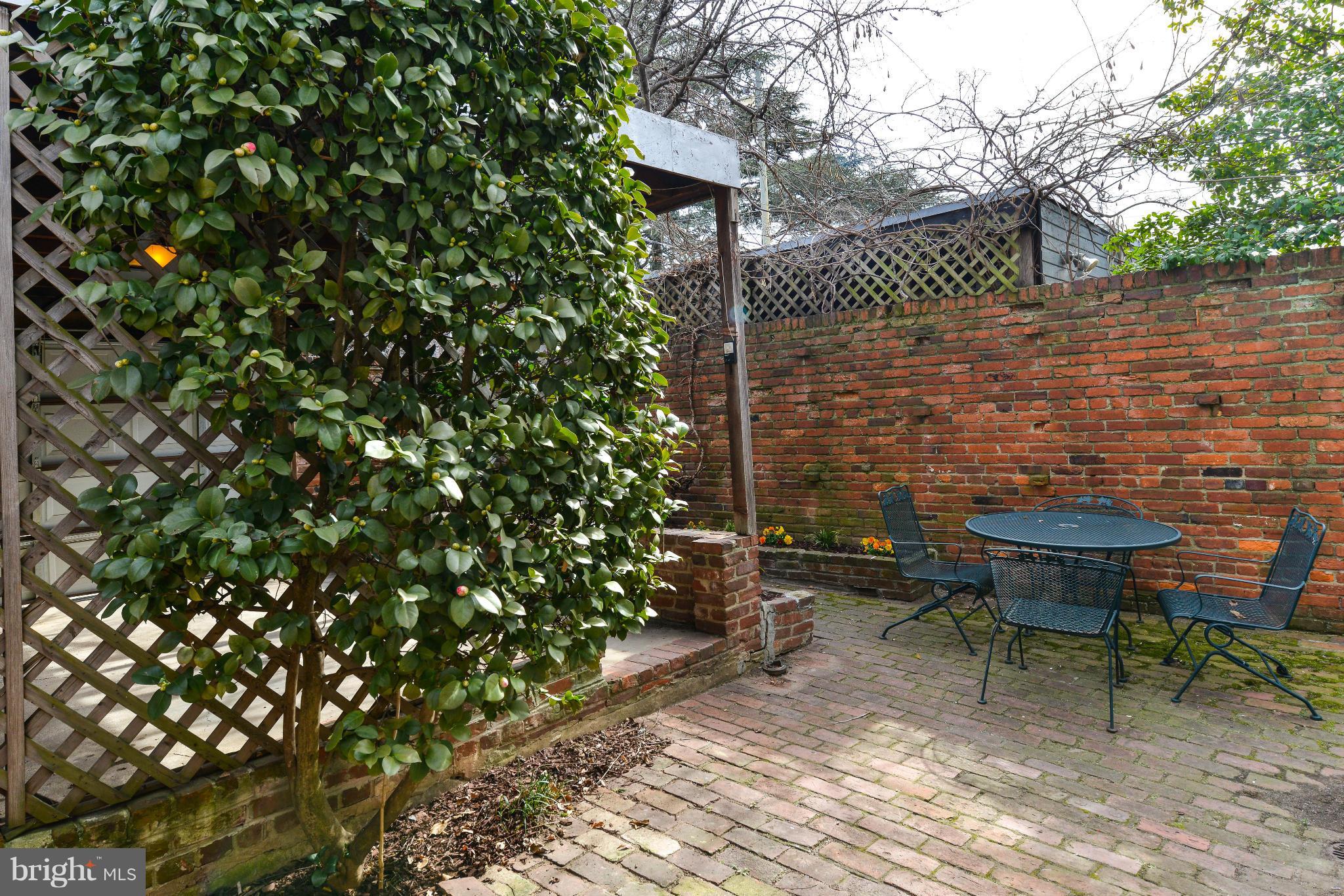 520 5th Street Southeast Washington, DC 20003 - Photo 28 of 30 Mature Camellia Conceals Carport