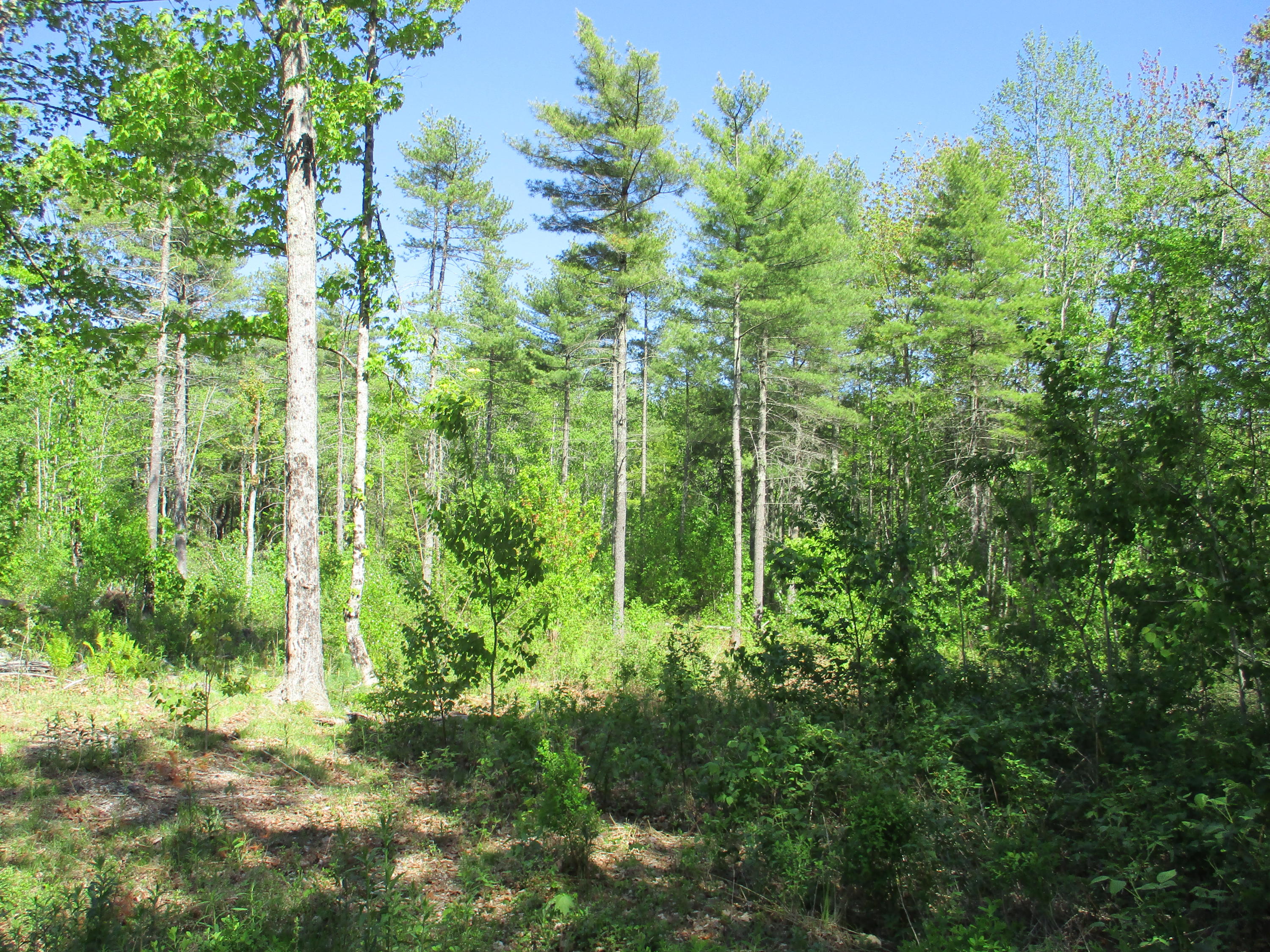 1641 Washington Road Waldoboro, ME 04572 - Photo 11 of 15 IMG_1518