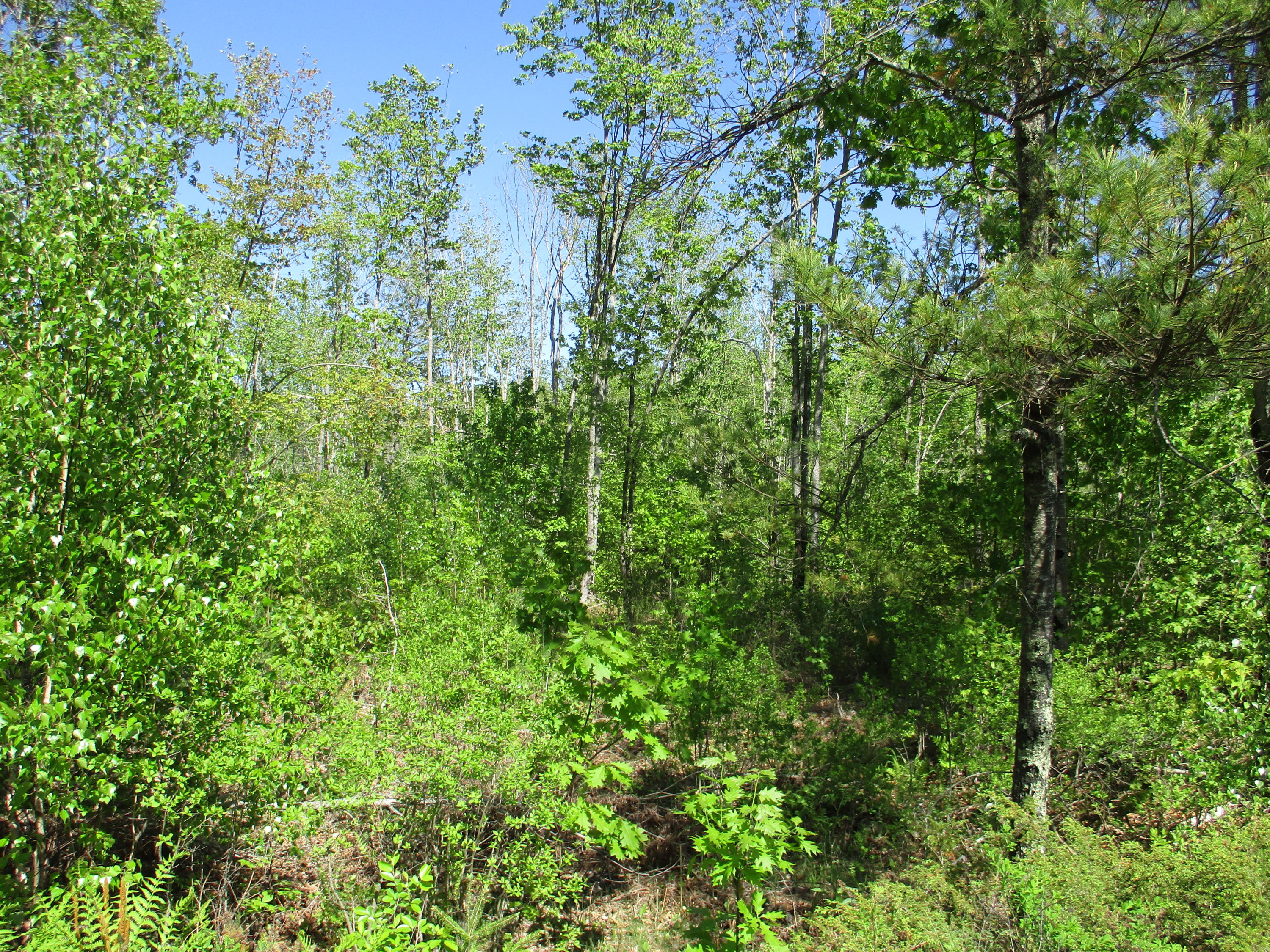 1641 Washington Road Waldoboro, ME 04572 - Photo 13 of 15 IMG_1522