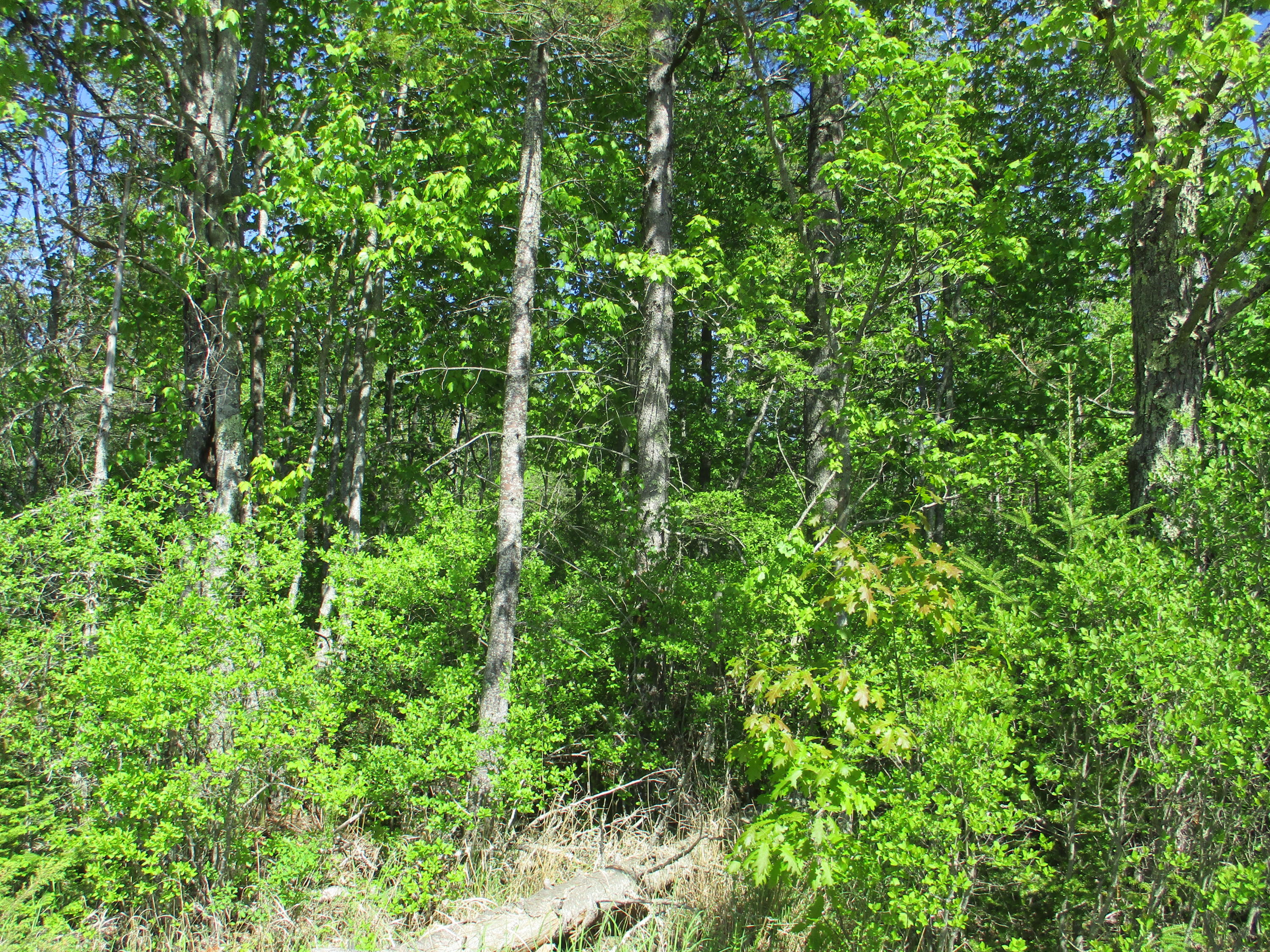 1641 Washington Road Waldoboro, ME 04572 - Photo 10 of 15 IMG_1530