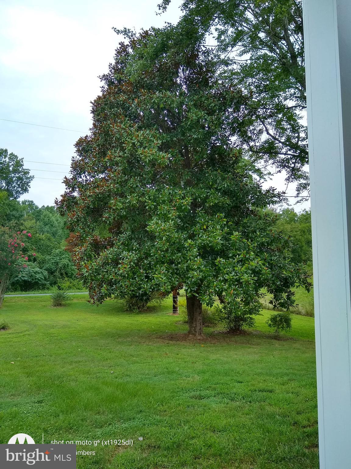 512 Round Hill Road Boston, VA 22713 - Photo 45 of 51 Front Yard Magnolia Tree!